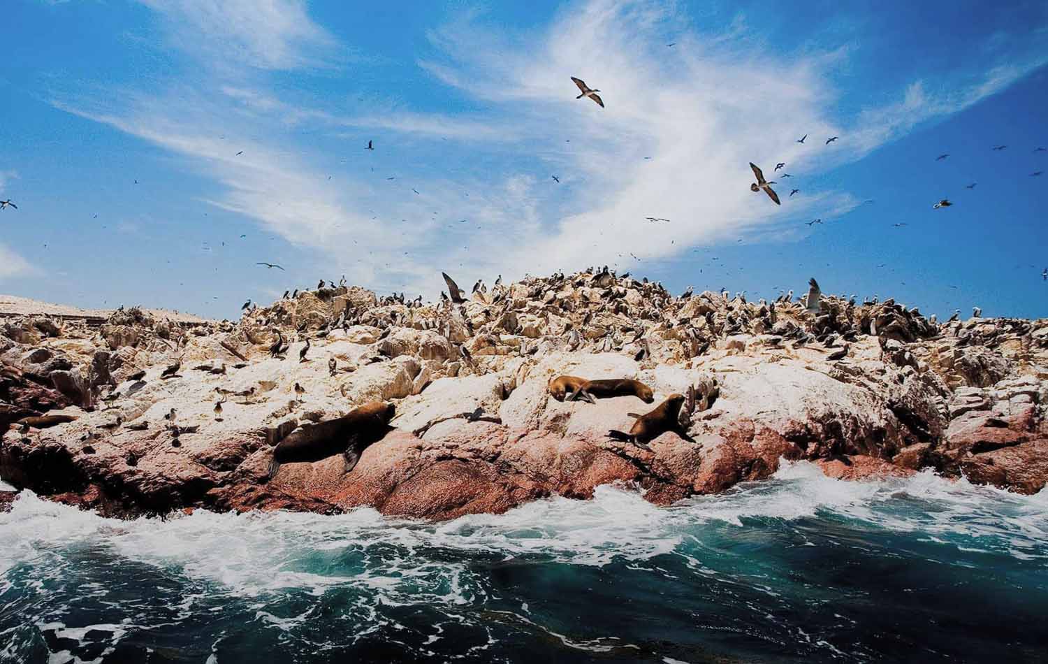 Full Day Paracas - Ica