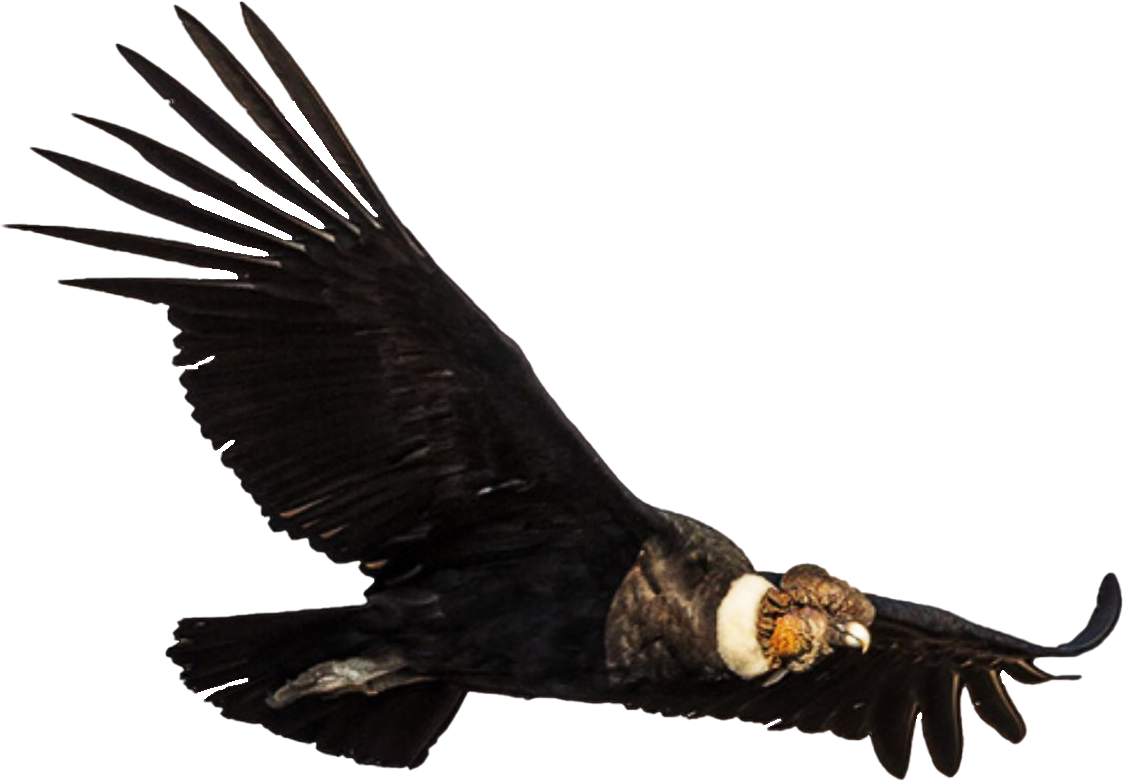 Condor Calado