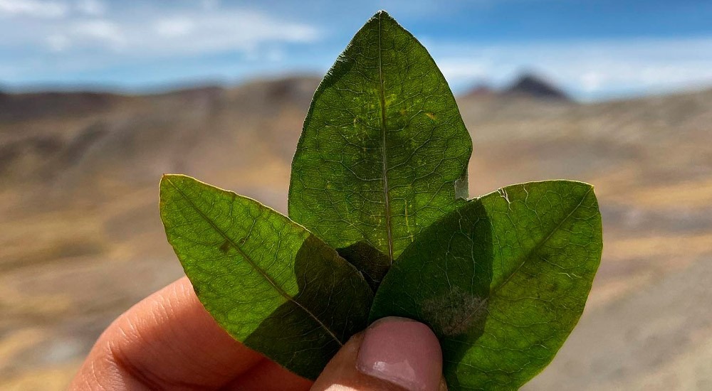 Hoja de coca
